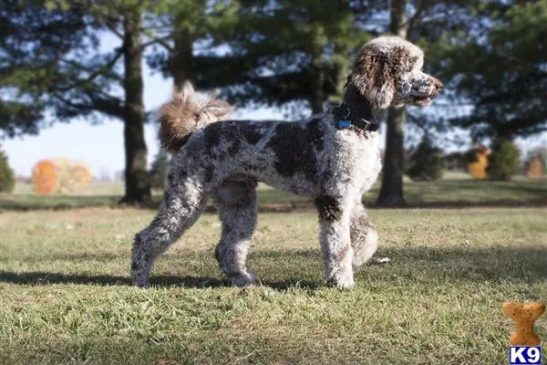 Poodle stud dog