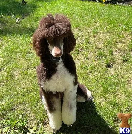 Poodle stud dog