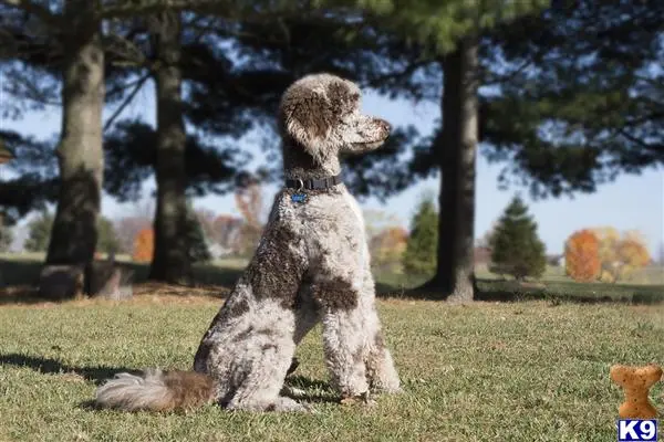 Poodle stud dog