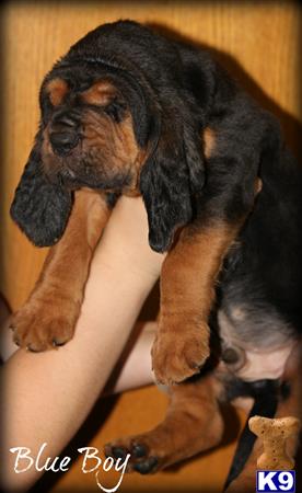 Bloodhound puppy for sale