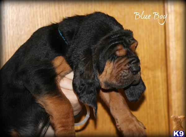 Bloodhound puppy for sale