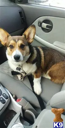 Pembroke Welsh Corgi stud dog