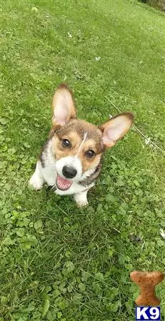 Pembroke Welsh Corgi stud dog