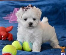 maltese puppy posted by kcwlegacy