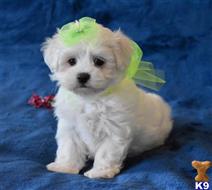 maltese puppy posted by kcwlegacy