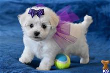 maltese puppy posted by kcwlegacy