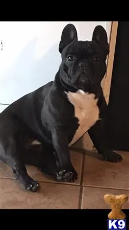 French Bulldog stud dog