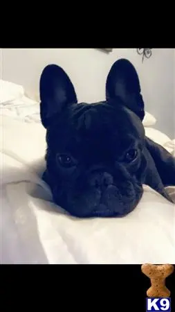 French Bulldog stud dog