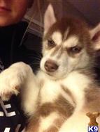 Siberian Husky