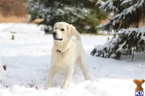 Golden Retriever female dog