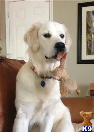 Golden Retriever female dog