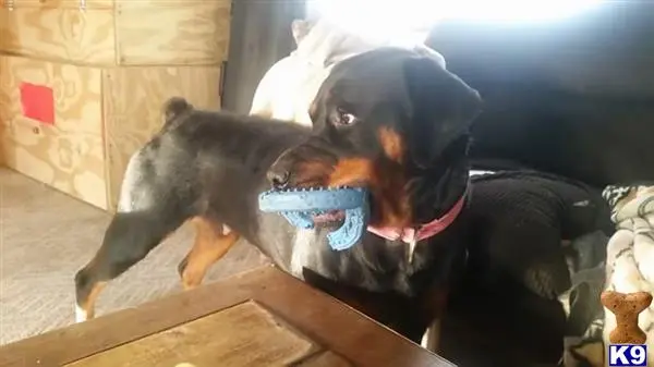 Rottweiler female dog