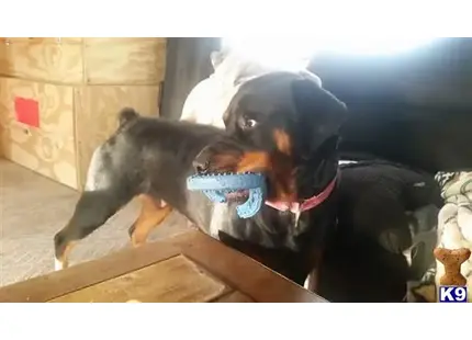 Rottweiler