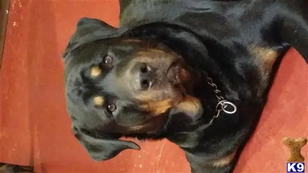 Rottweiler