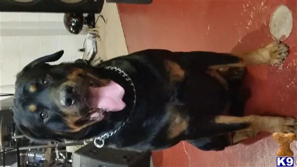 Rottweiler stud dog