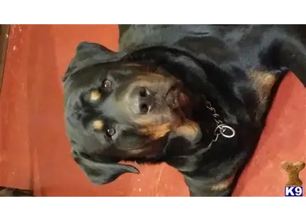 Rottweiler