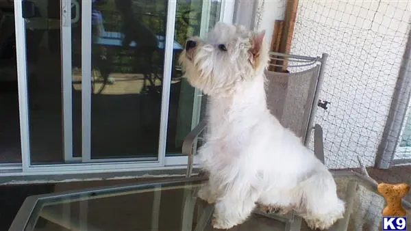 West Highland White Terrier puppy for sale