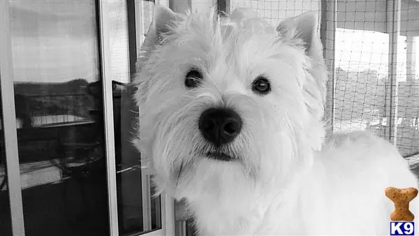 West Highland White Terrier stud dog