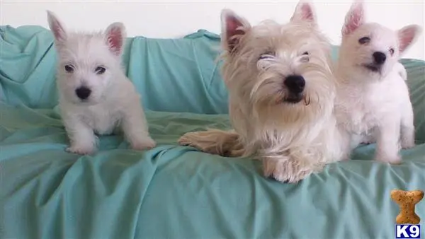 West Highland White Terrier puppy for sale