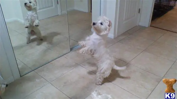 West Highland White Terrier stud dog