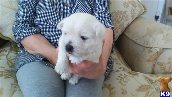 West Highland White Terrier puppy for sale