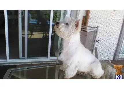 West Highland White Terrier