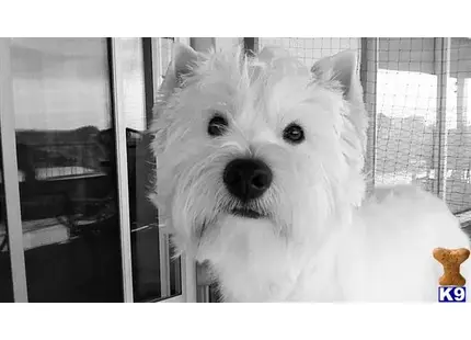 West Highland White Terrier