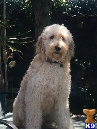 Goldendoodles stud dog