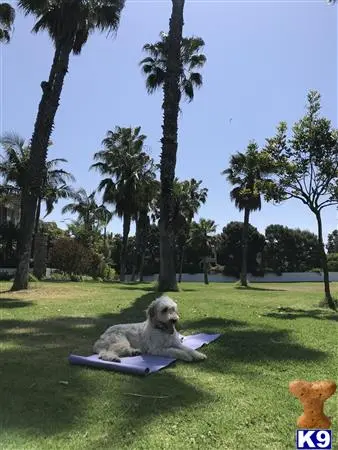 Goldendoodles stud dog