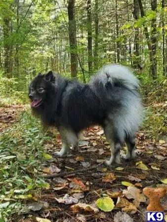 Keeshond stud dog