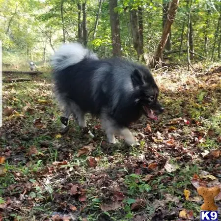 Keeshond stud dog