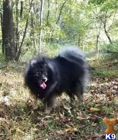 Keeshond stud dog