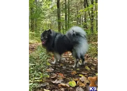 Keeshond