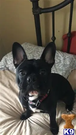 French Bulldog stud dog