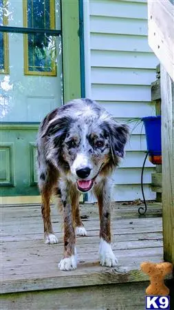 Australian Shepherd female dog