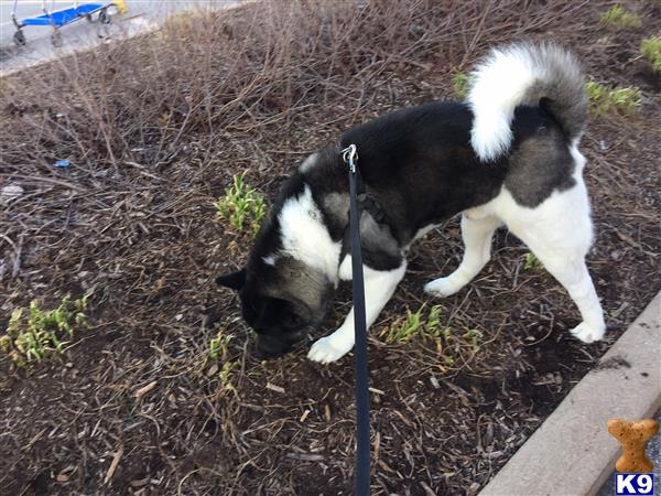 a akita dog on a leash