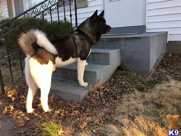 Akita stud dog