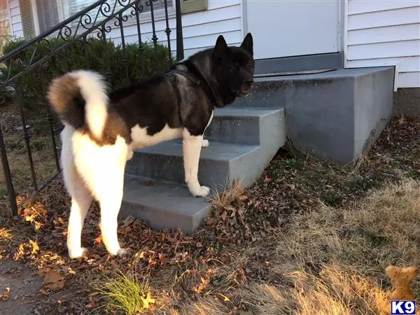 Akita stud dog