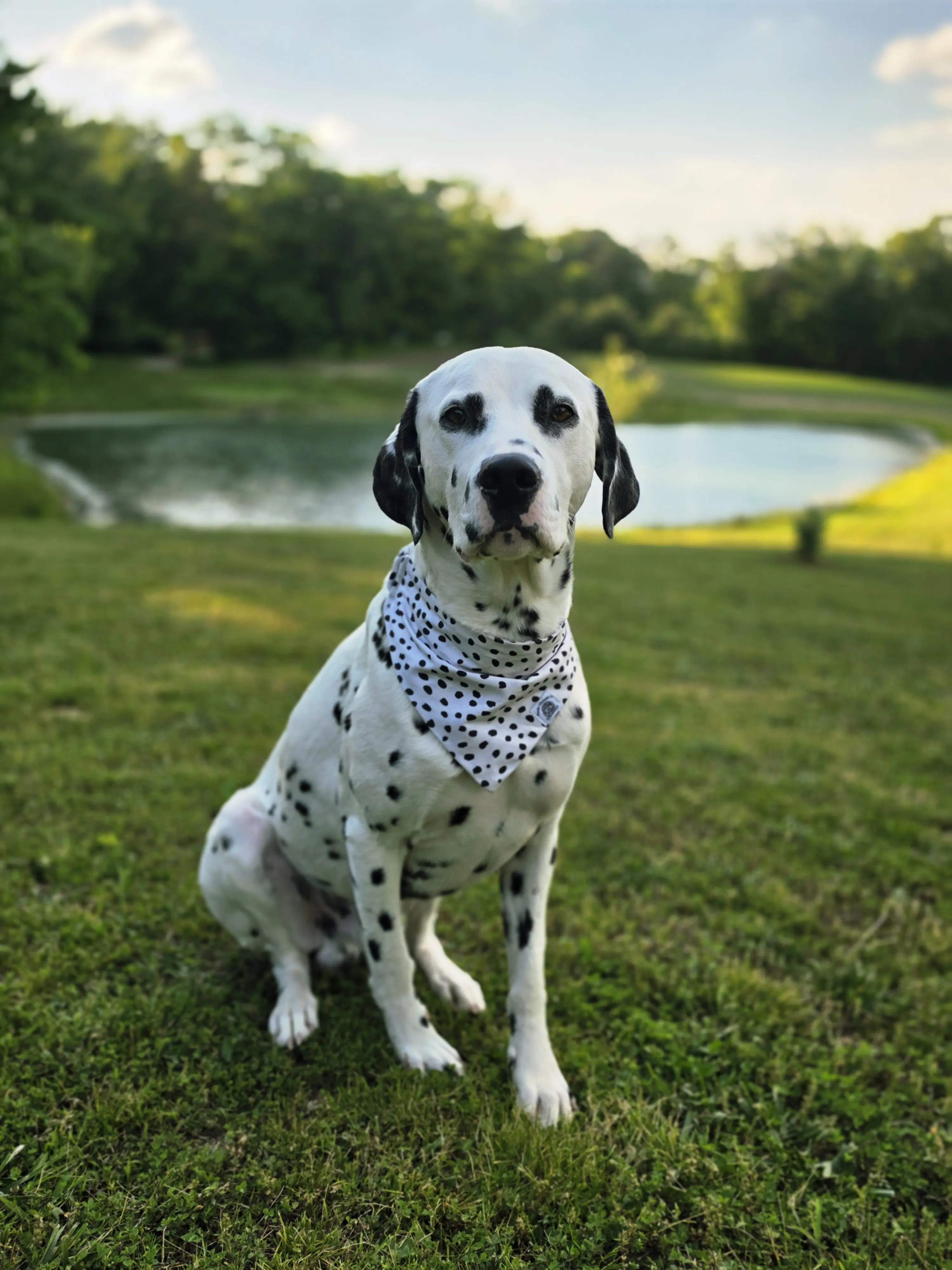 Dalmatian stud dog: Dalmatian with black spots wearing a polka dot bandana, sitting outdoors