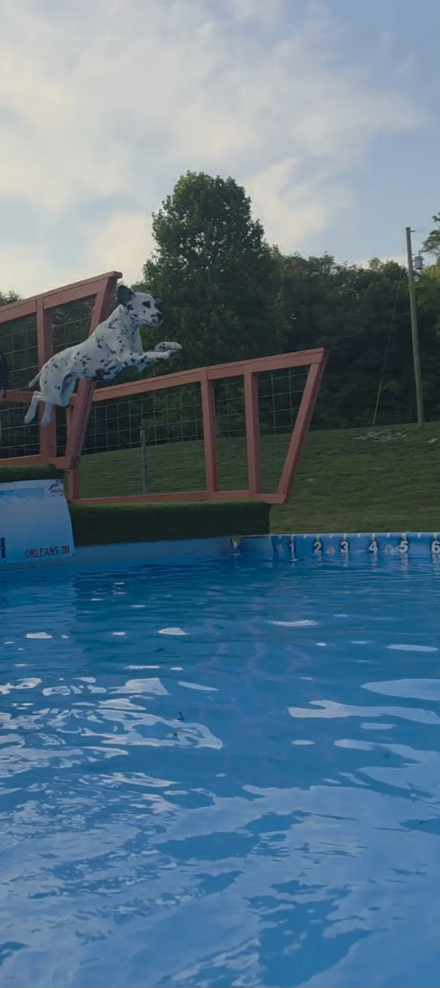 Dalmatian stud dog: Dalmatian leaping into a blue swimming pool from a platform