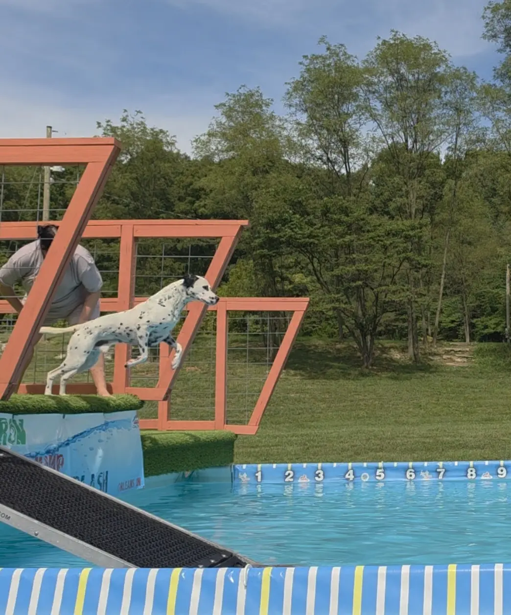 Dalmatian stud dog: Dalmatian jumping off a platform into a pool