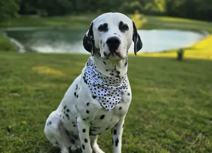 Dalmatian stud dog: Dalmatian with black spots wearing a polka dot bandana, sitting outdoors