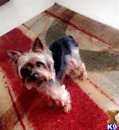 a yorkshire terrier dog lying on a rug