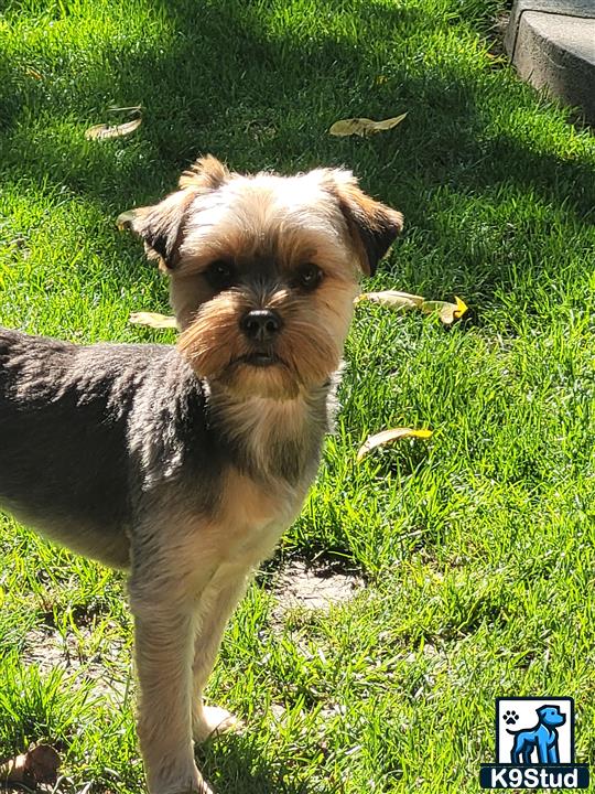 a yorkshire terrier dog standing in the grass