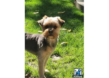 a yorkshire terrier dog standing in the grass