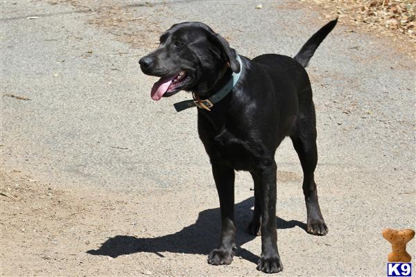 Labrador Retriever dog