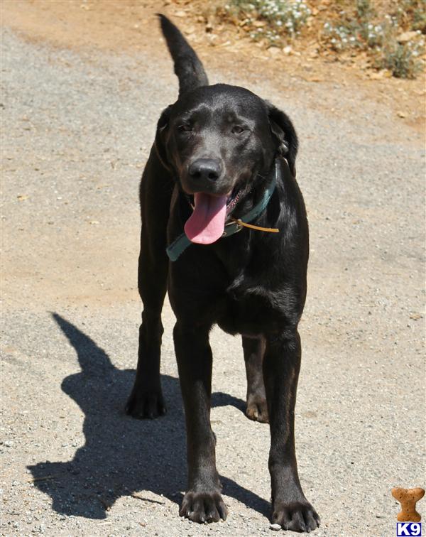 Labrador Retriever dog