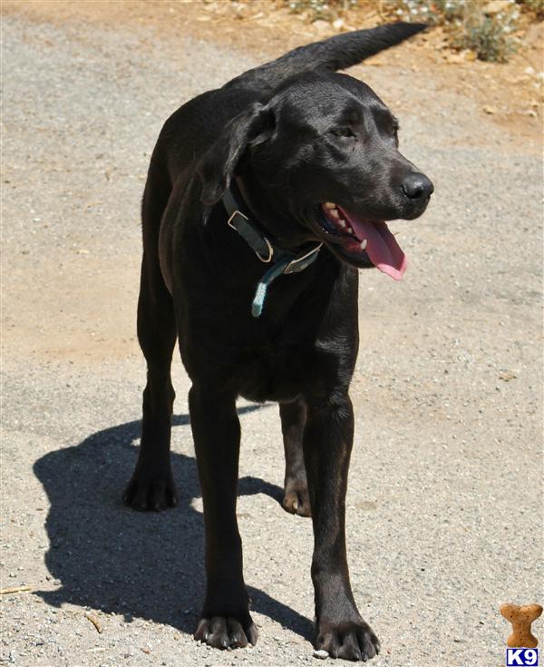 Labrador Retriever dog