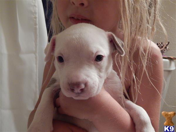 american pit bull puppy posted by kellarpups