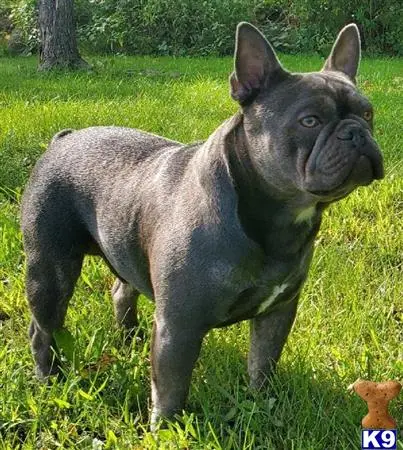 French Bulldog stud dog